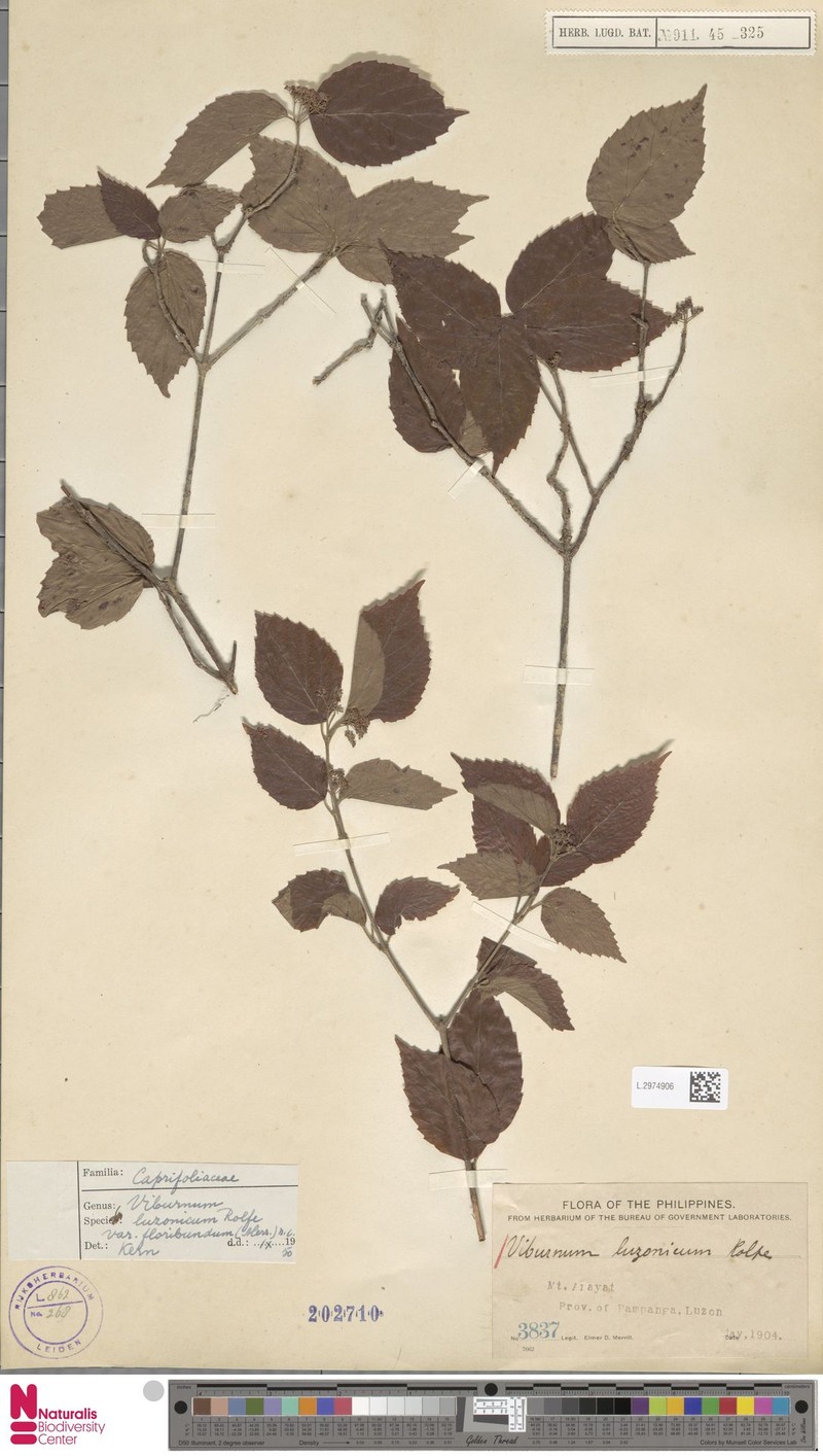 Viburnum luzonicum var. floribundum photo 3