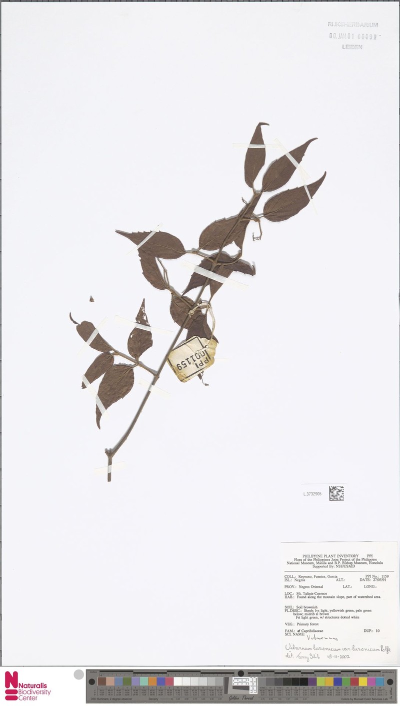 Viburnum luzonicum var. luzonicum