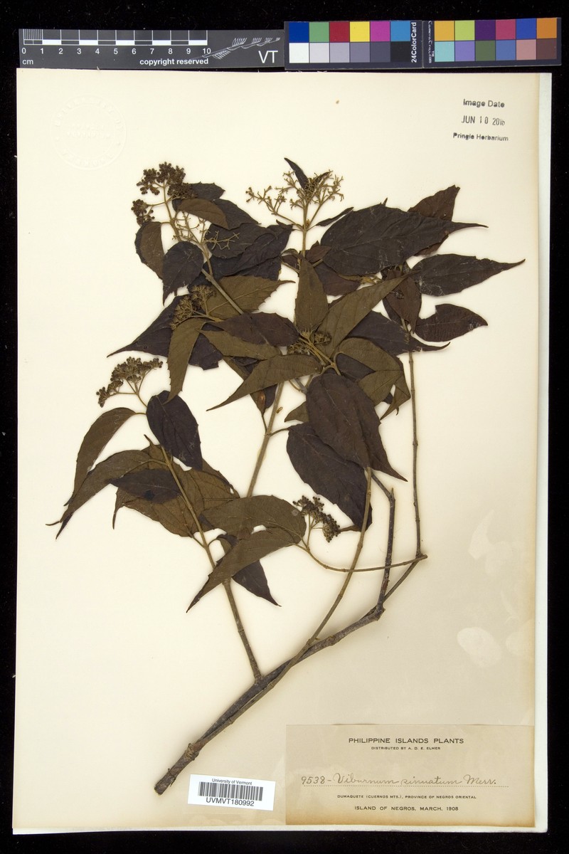 Viburnum luzonicum var. sinuatum