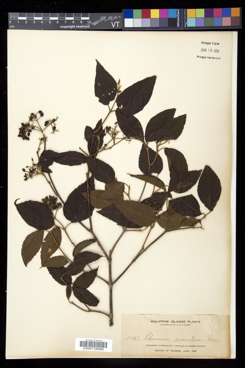 Viburnum luzonicum var. sinuatum photo 2