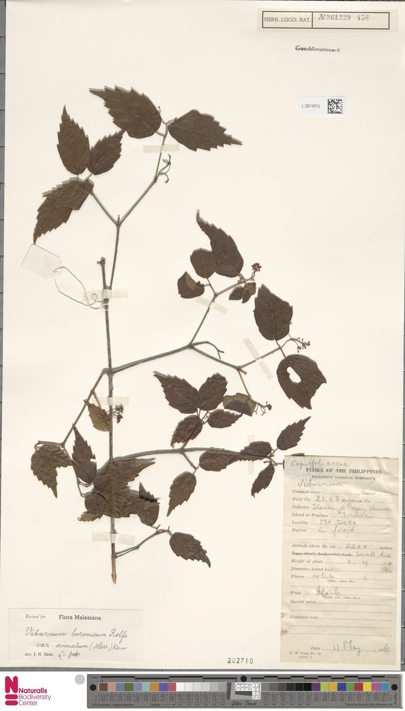 Viburnum luzonicum var. sinuatum photo 3