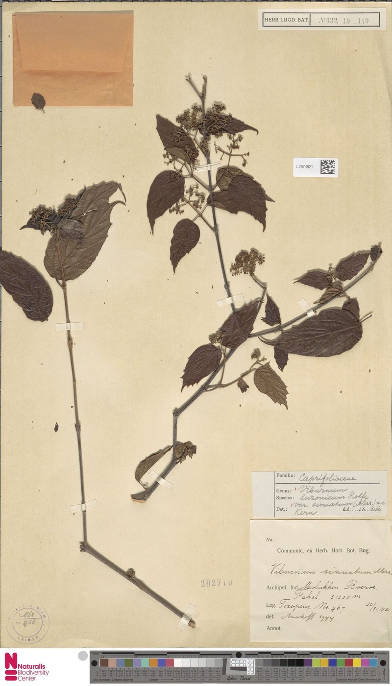 Viburnum luzonicum var. sinuatum photo 4