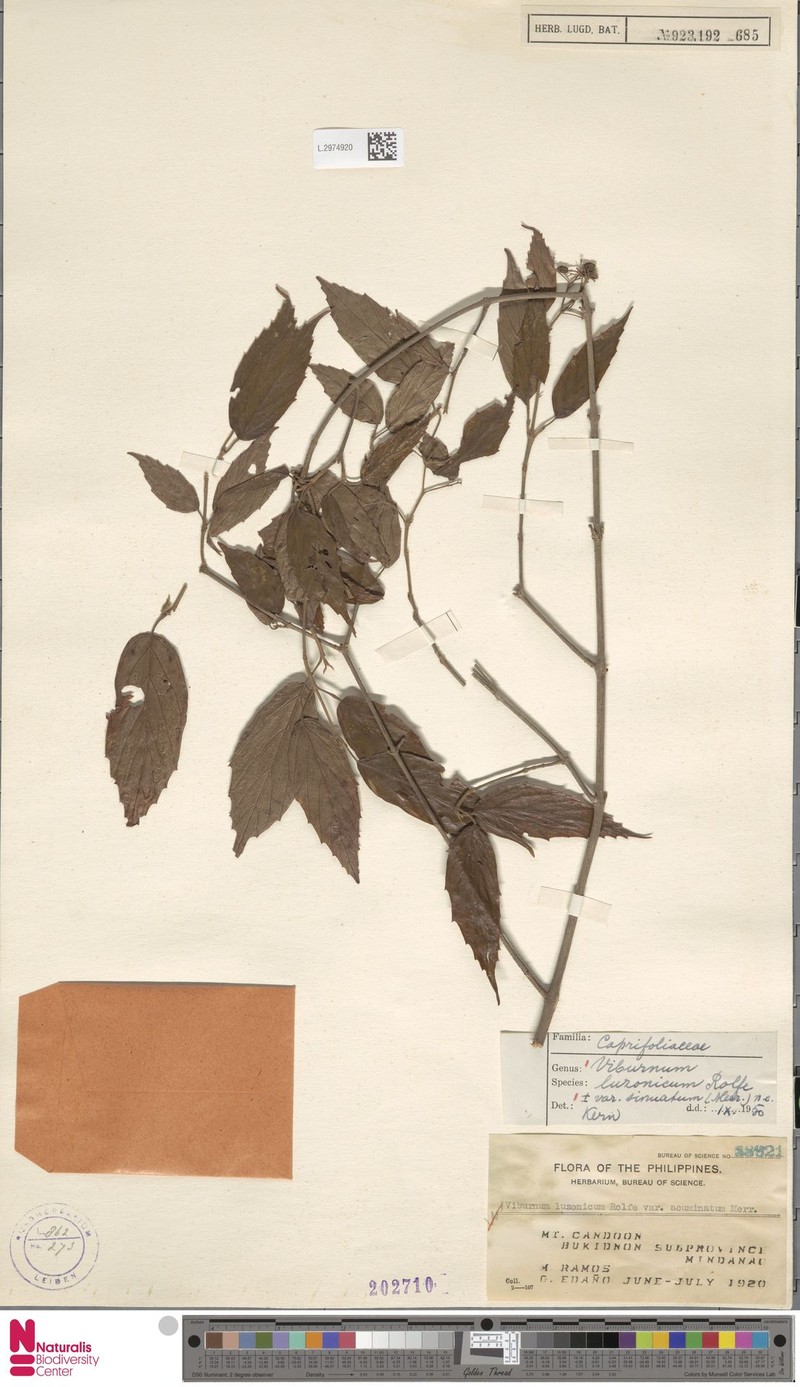Viburnum luzonicum var. sinuatum photo 5