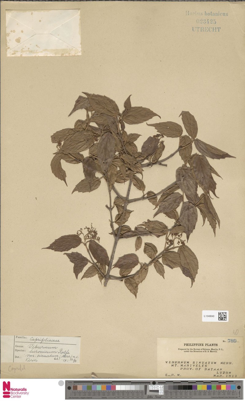 Viburnum luzonicum var. sinuatum photo 6