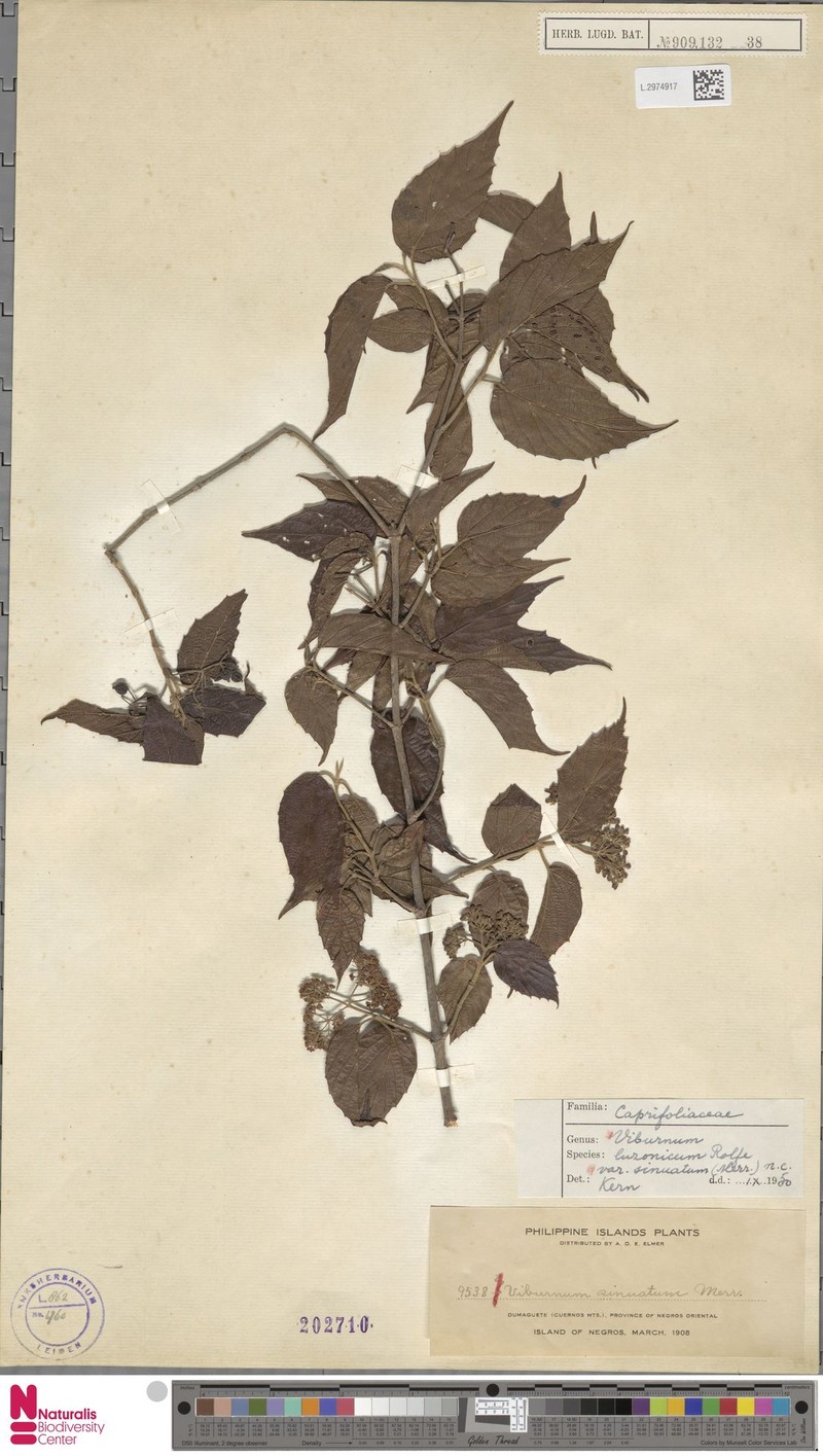 Viburnum luzonicum var. sinuatum photo 7