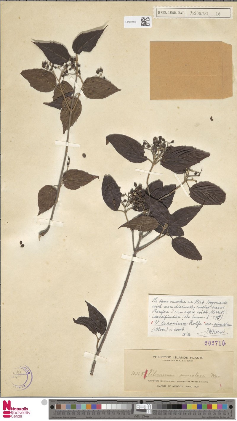 Viburnum luzonicum var. sinuatum photo 8