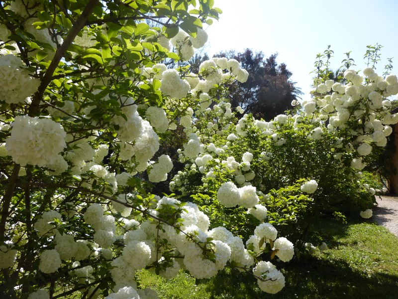 Viburnum macrocephalum photo 2