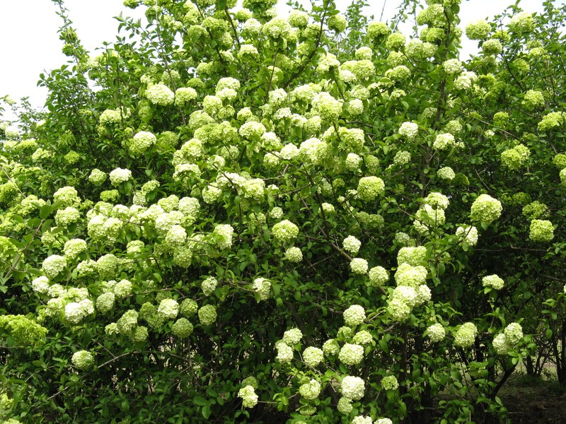 Viburnum macrocephalum photo 3