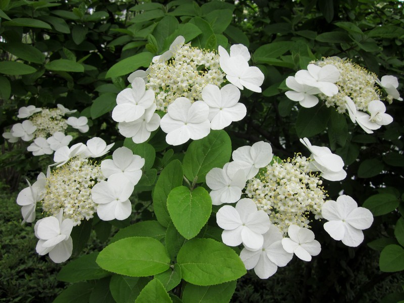Viburnum macrocephalum photo 4
