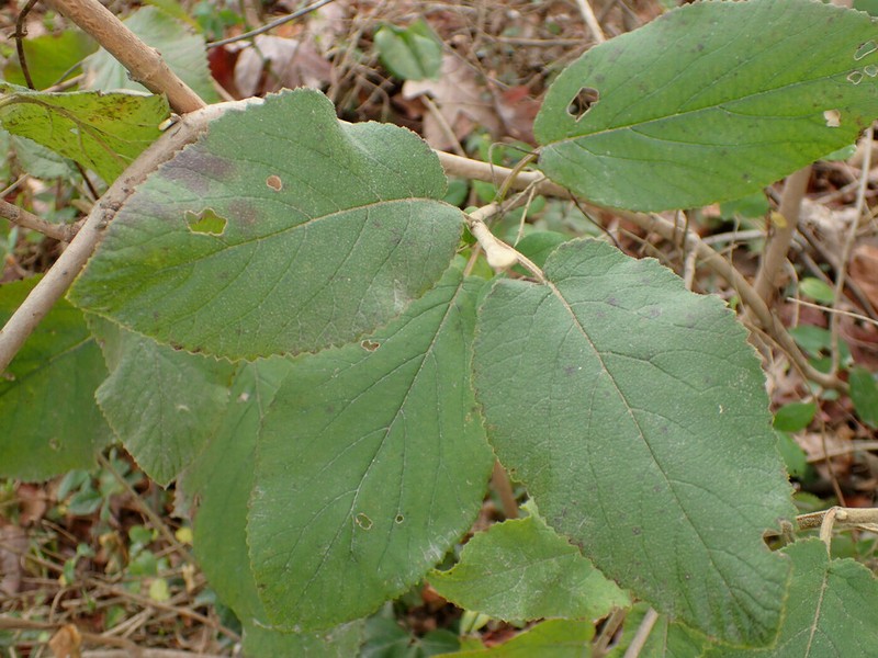 Viburnum macrocephalum photo 5