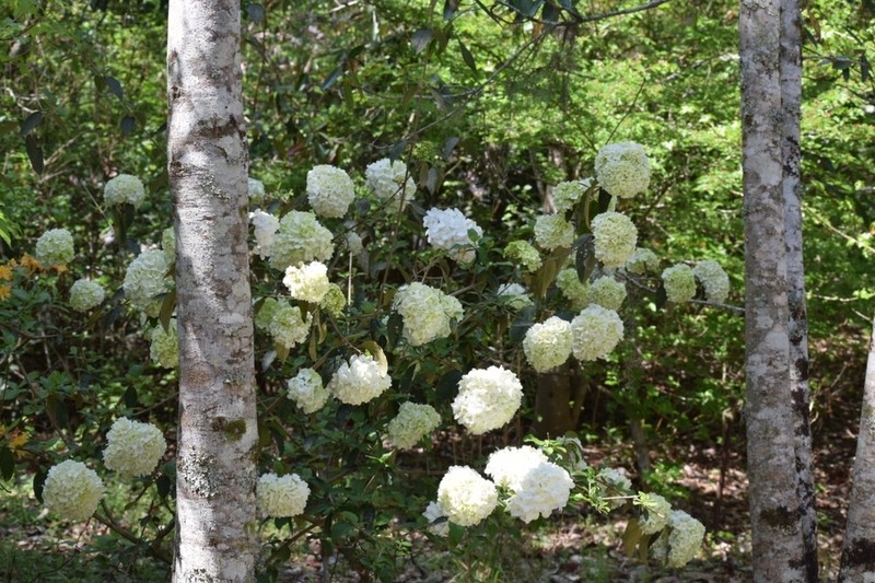 Viburnum macrocephalum photo 6