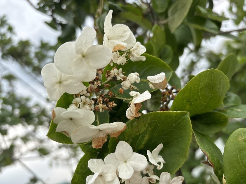 Viburnum macrocephalum photo 7