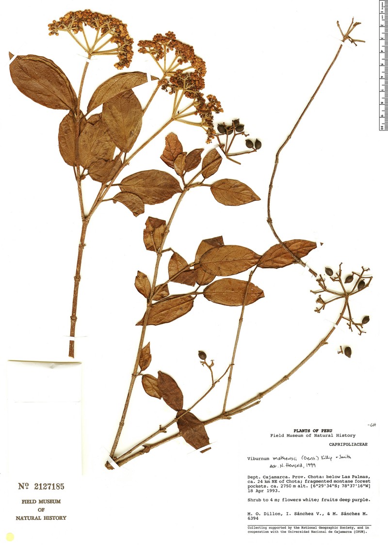 Viburnum mathewsii