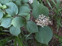 Viburnum melanocarpum