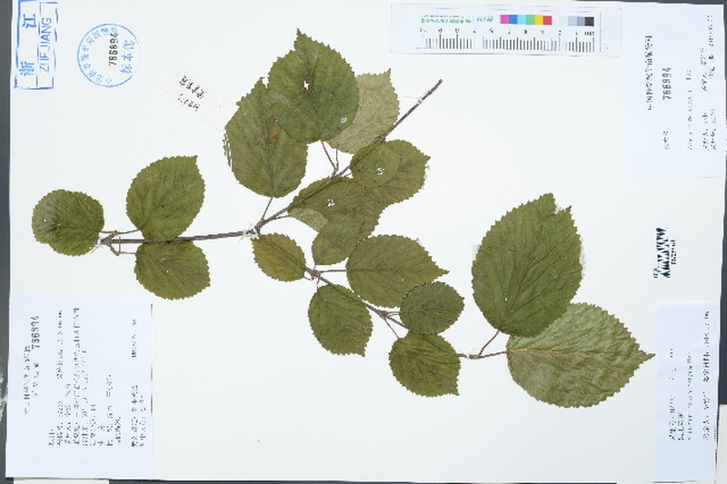 Viburnum melanocarpum photo 2