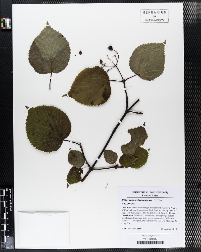 Viburnum melanocarpum photo 3