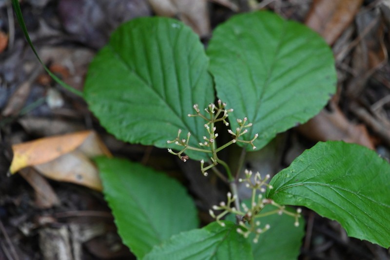 Viburnum melanocarpum photo 4