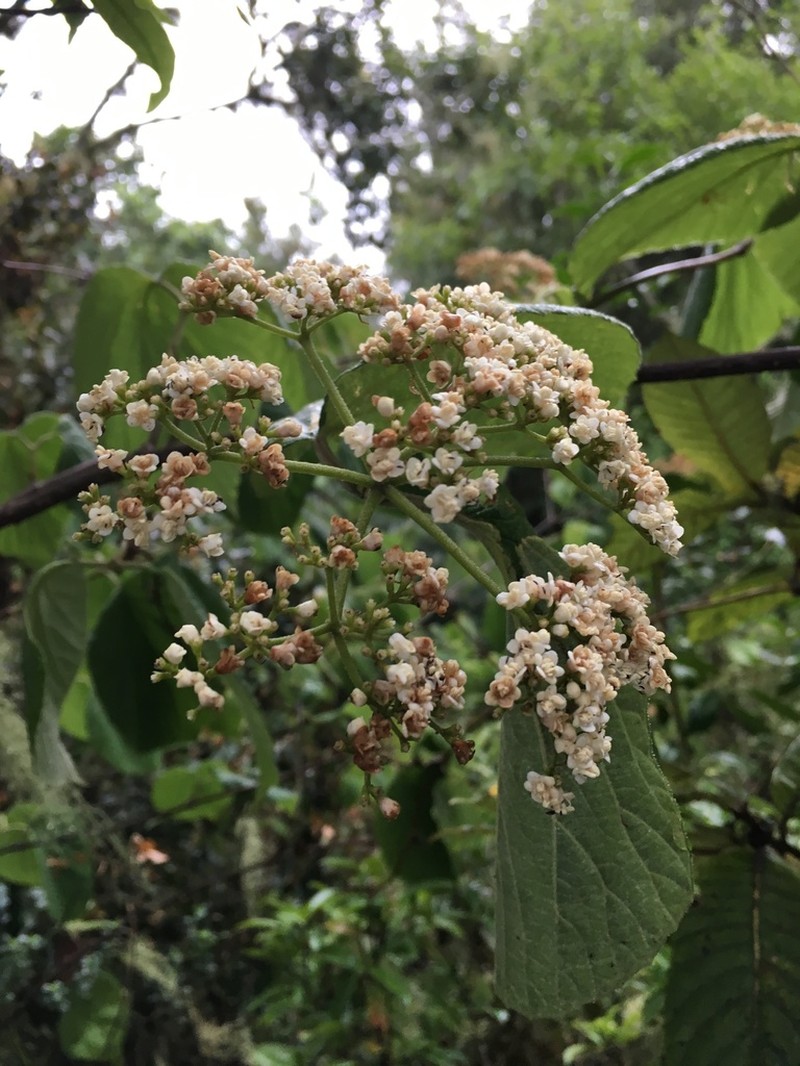 Viburnum microcarpum