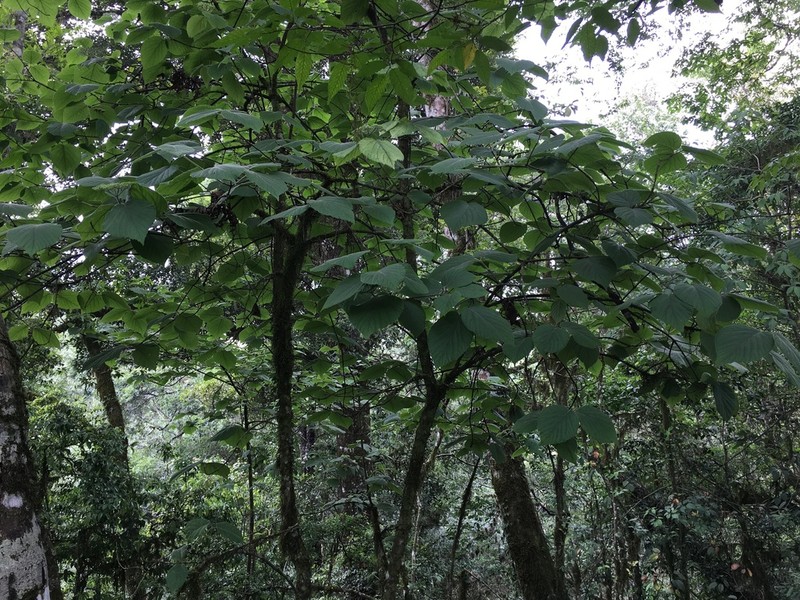 Viburnum microcarpum photo 2
