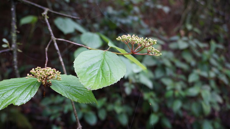 Viburnum microcarpum photo 3