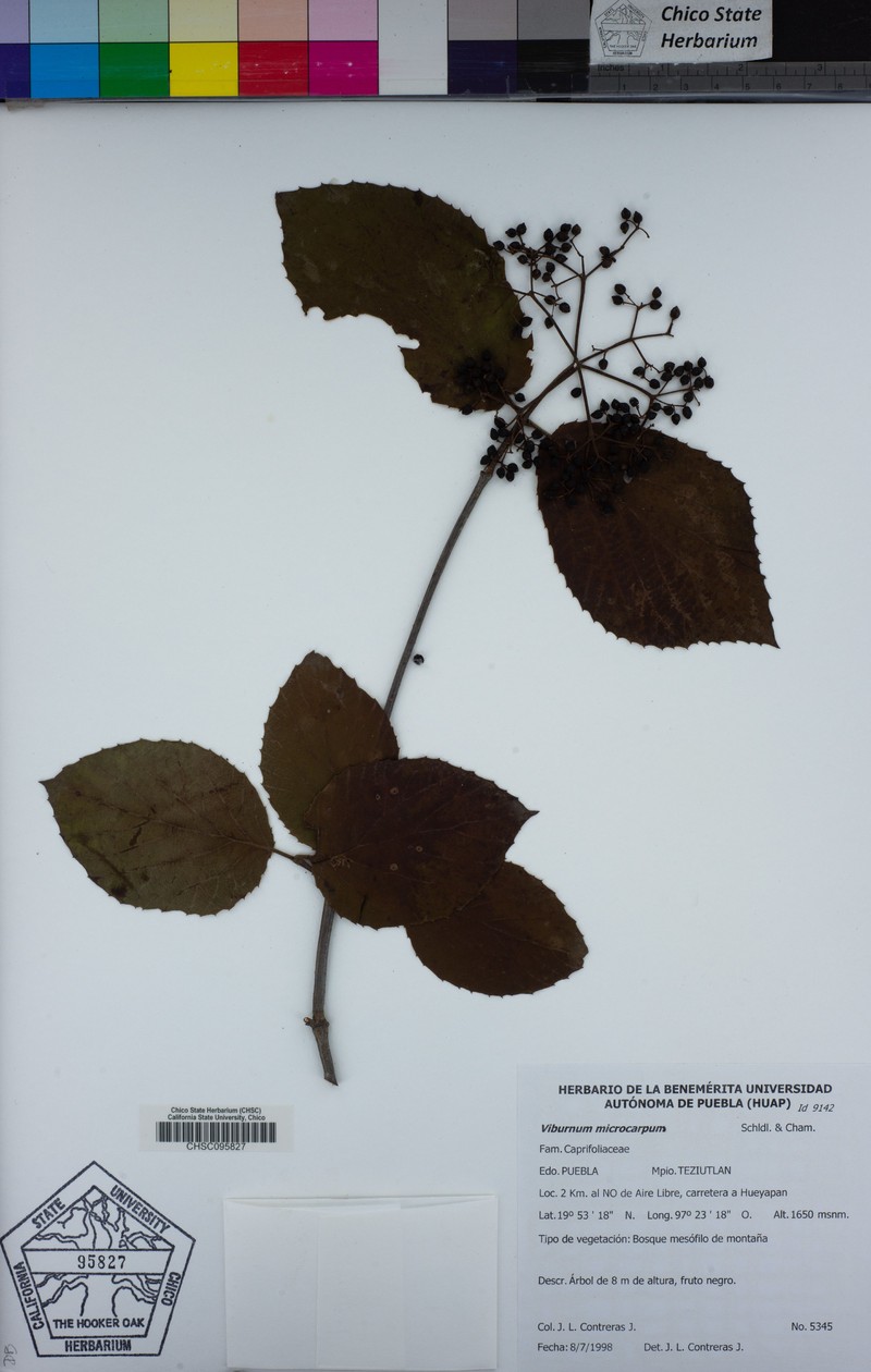 Viburnum microcarpum photo 4