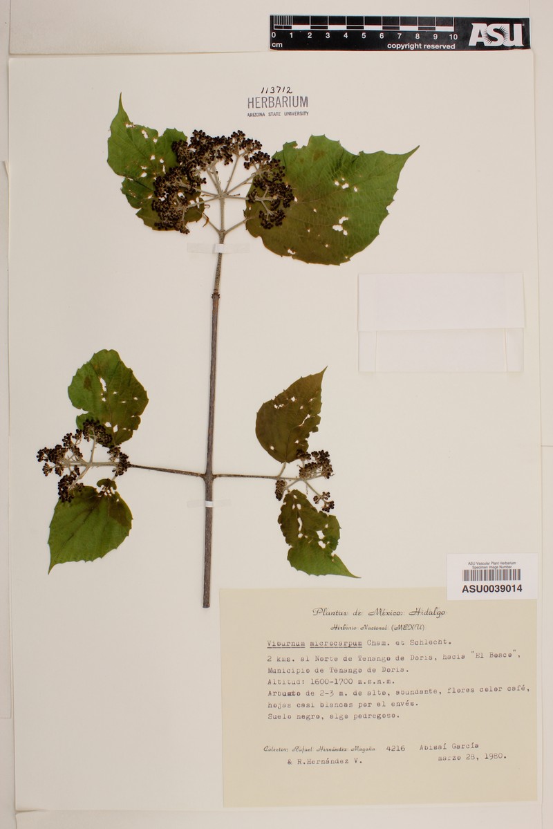 Viburnum microcarpum photo 5