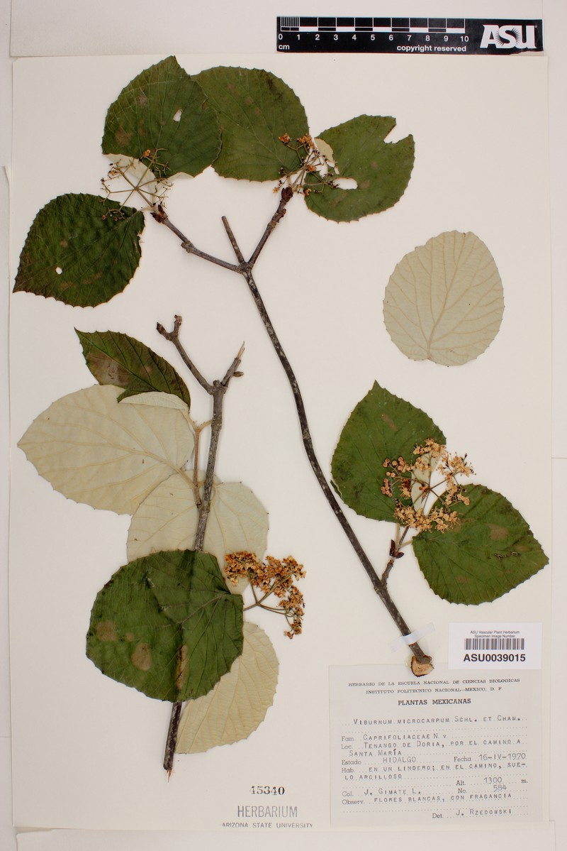 Viburnum microcarpum photo 6