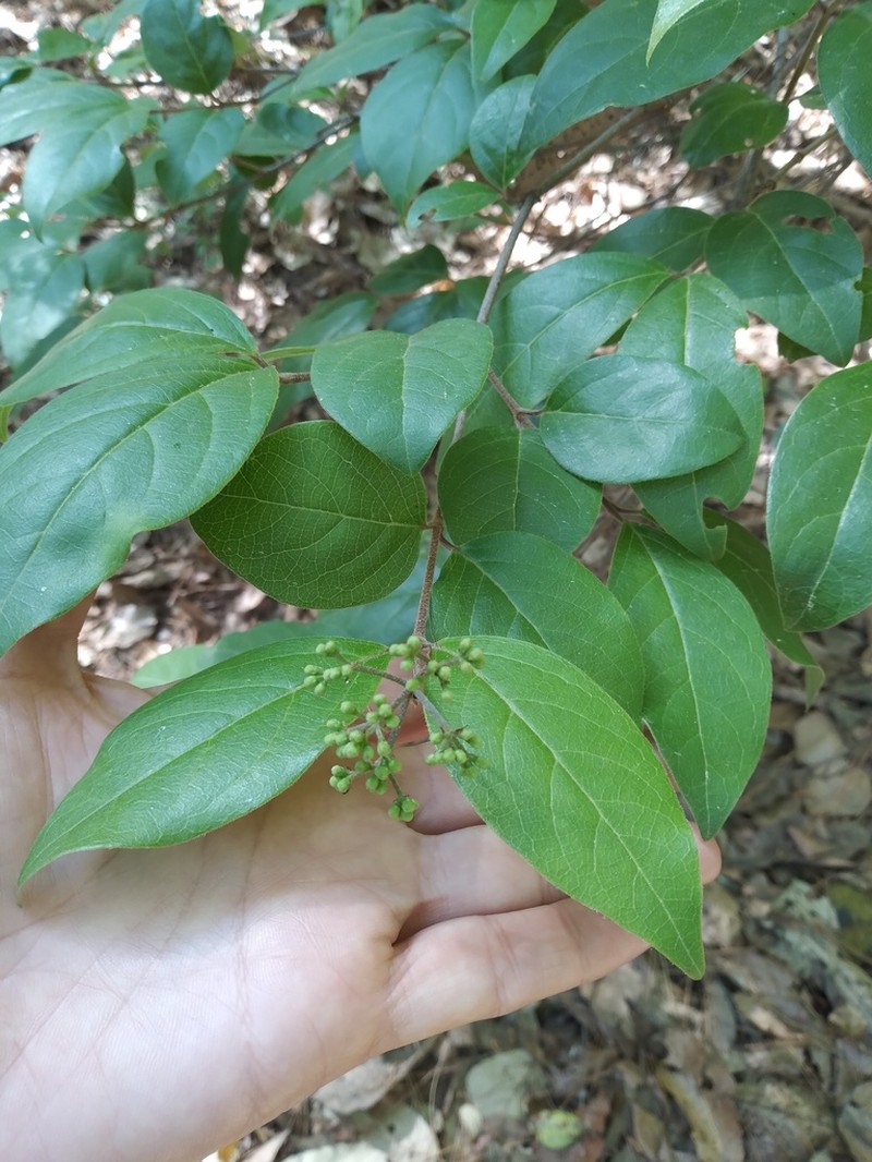 Viburnum microphyllum