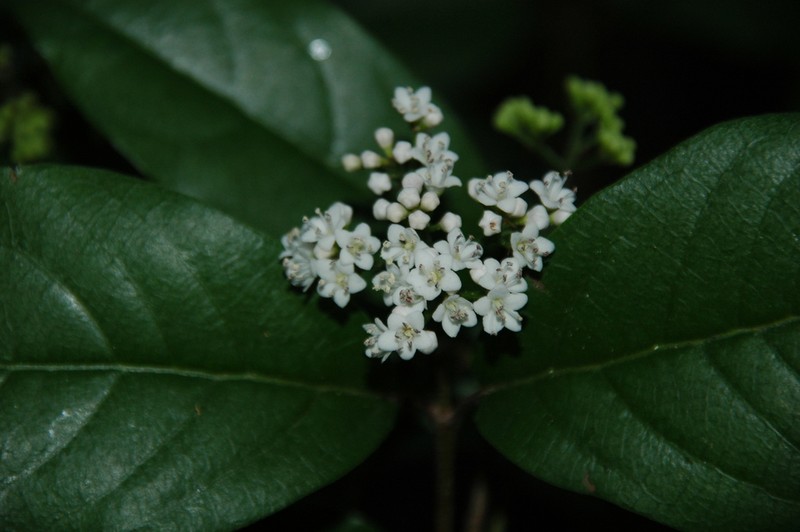 Viburnum microphyllum photo 2