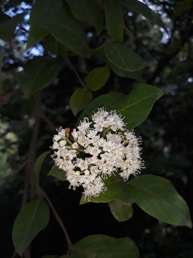 Viburnum microphyllum photo 3