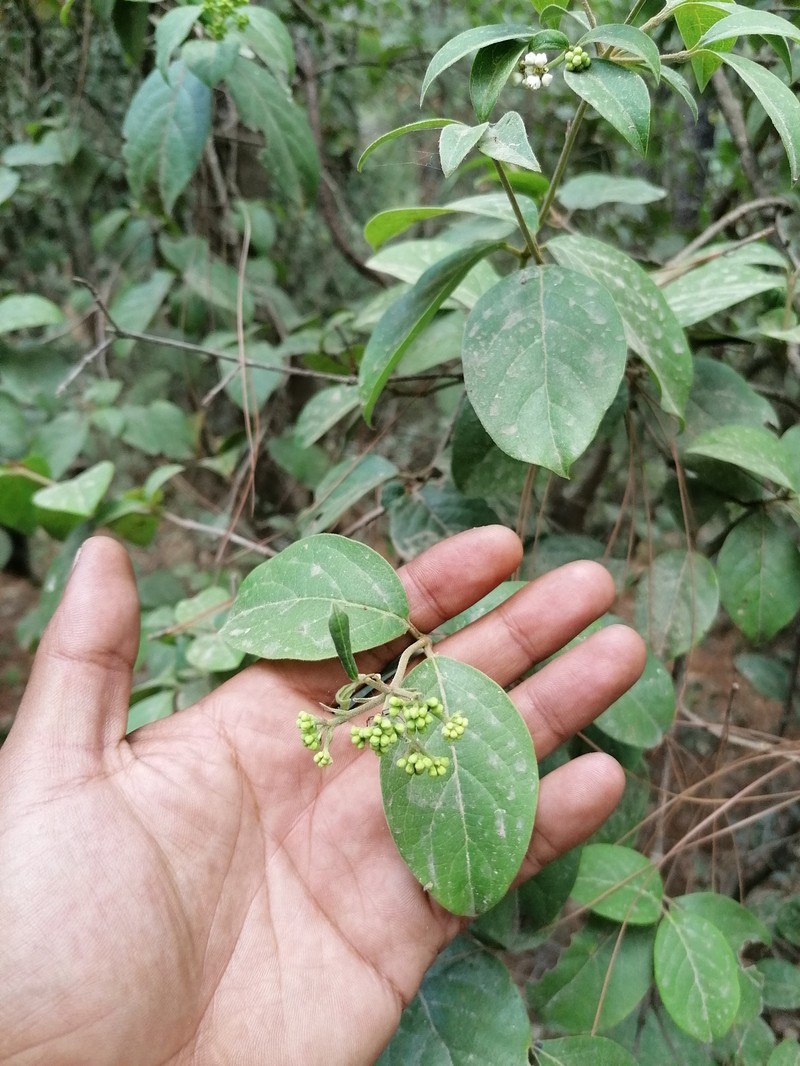 Viburnum microphyllum photo 5