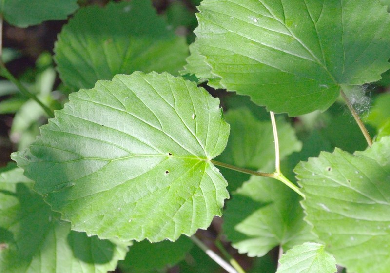 Softleaf Arrowwood photo 3