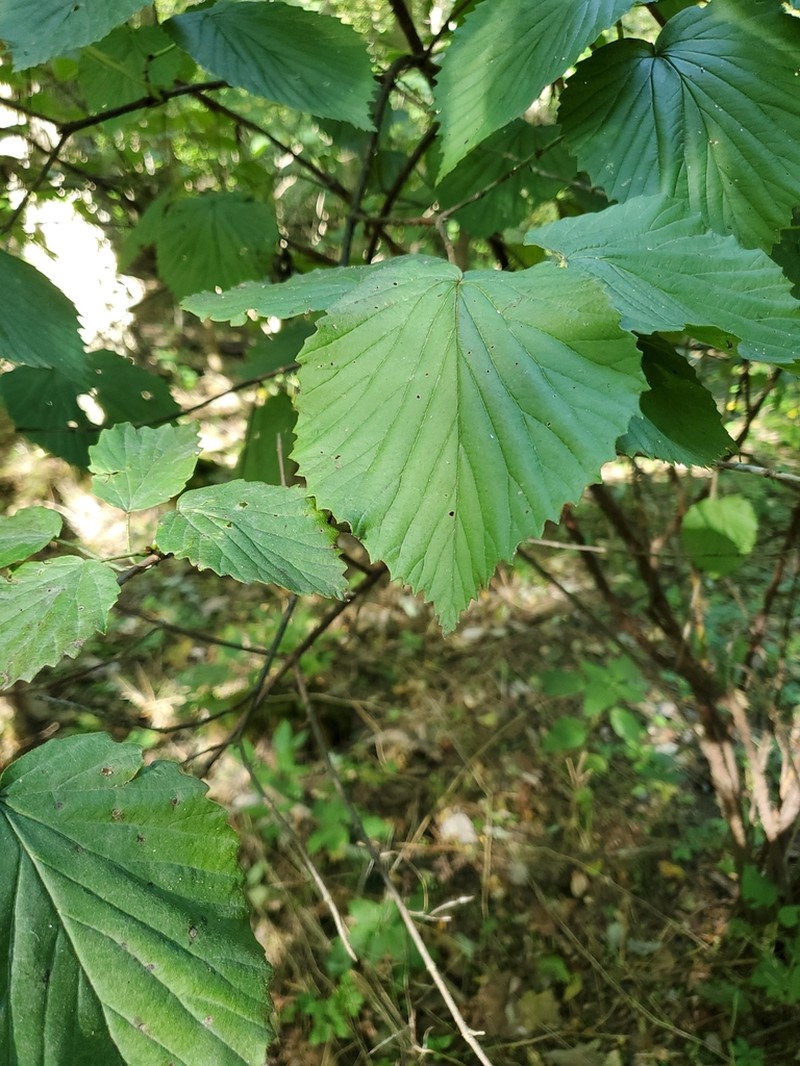 Softleaf Arrowwood photo 4