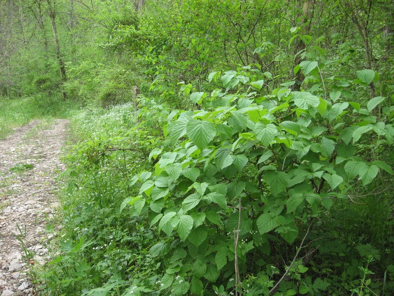 Softleaf Arrowwood photo 5