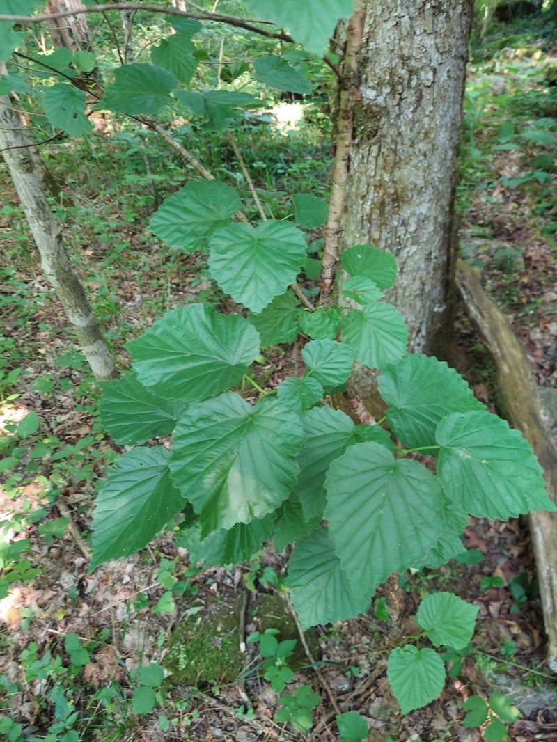 Softleaf Arrowwood photo 6
