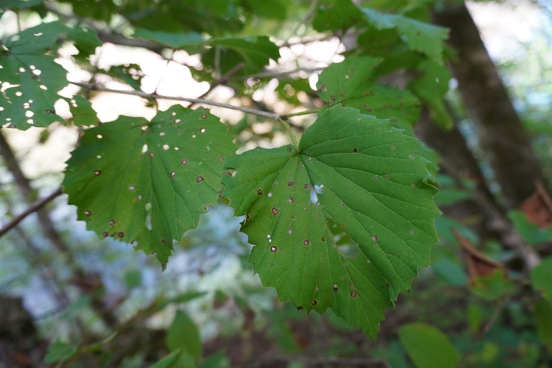 Softleaf Arrowwood photo 7
