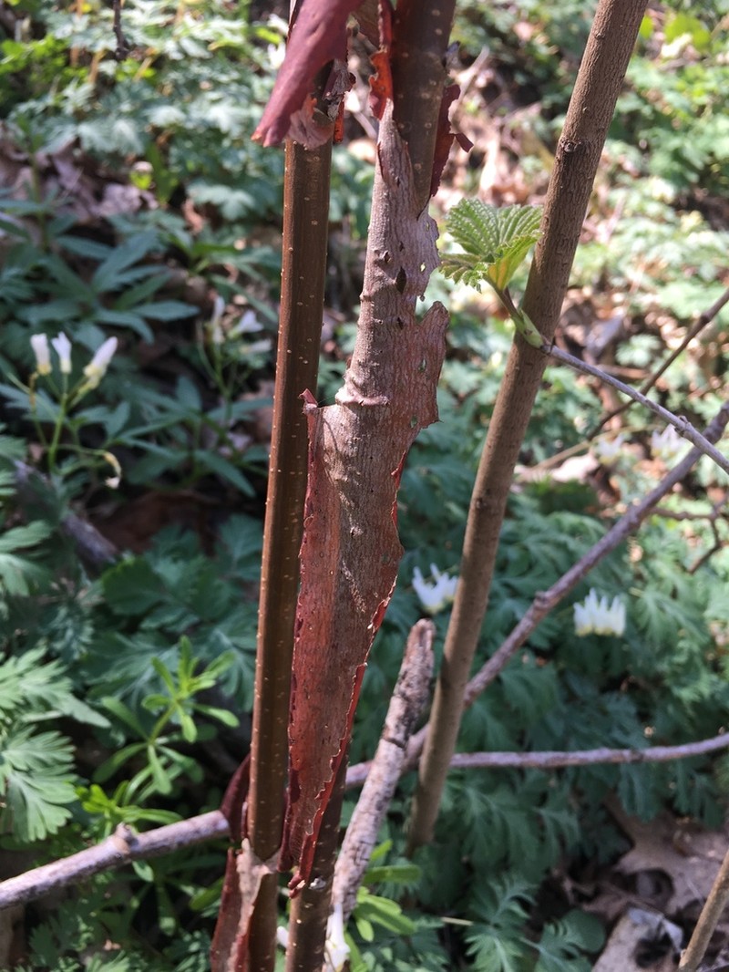 Softleaf Arrowwood photo 8