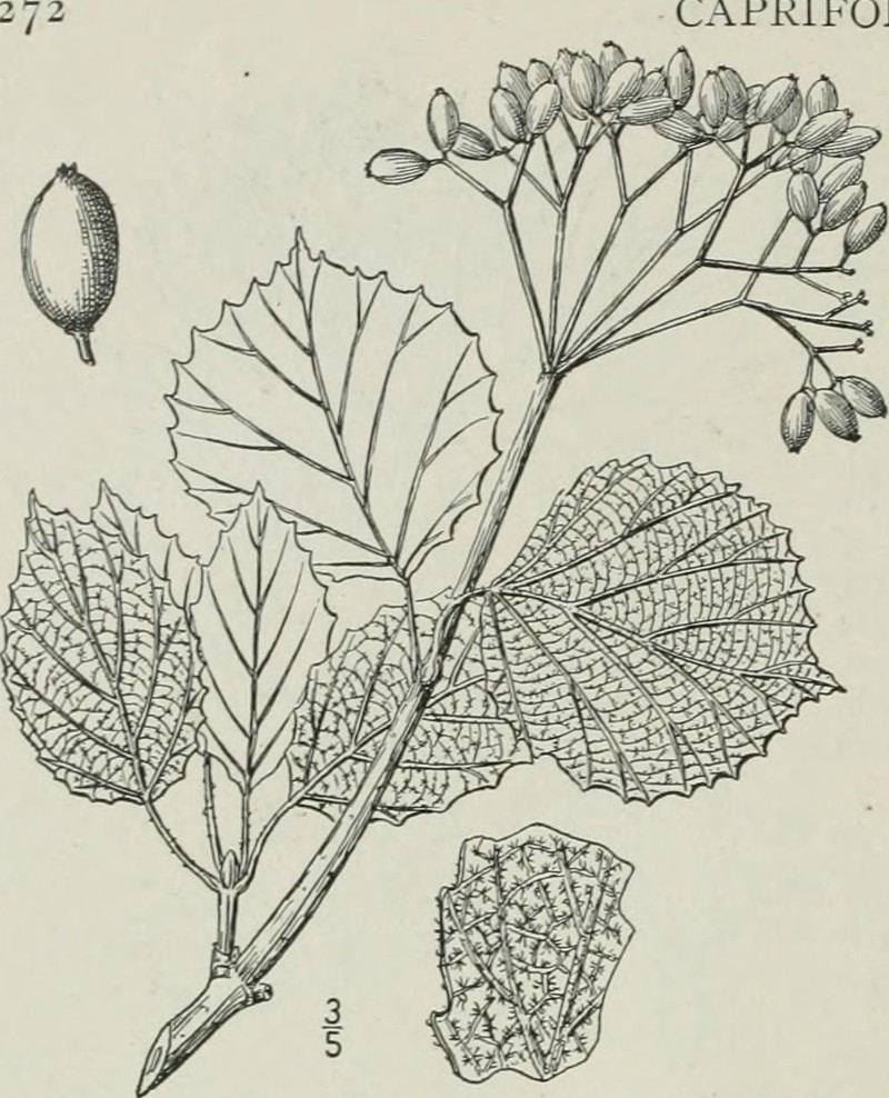Softleaf Arrowwood photo 2