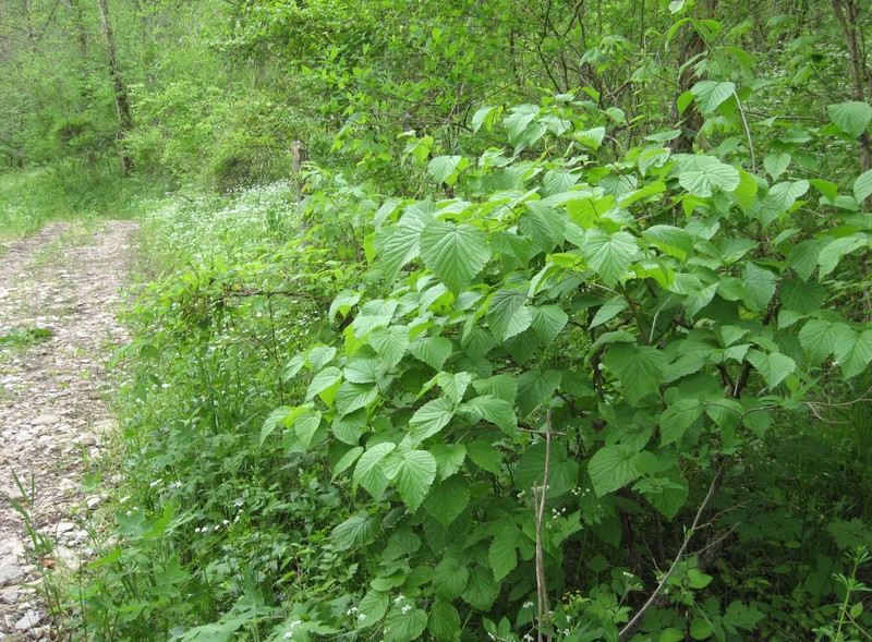 Softleaf Arrowwood