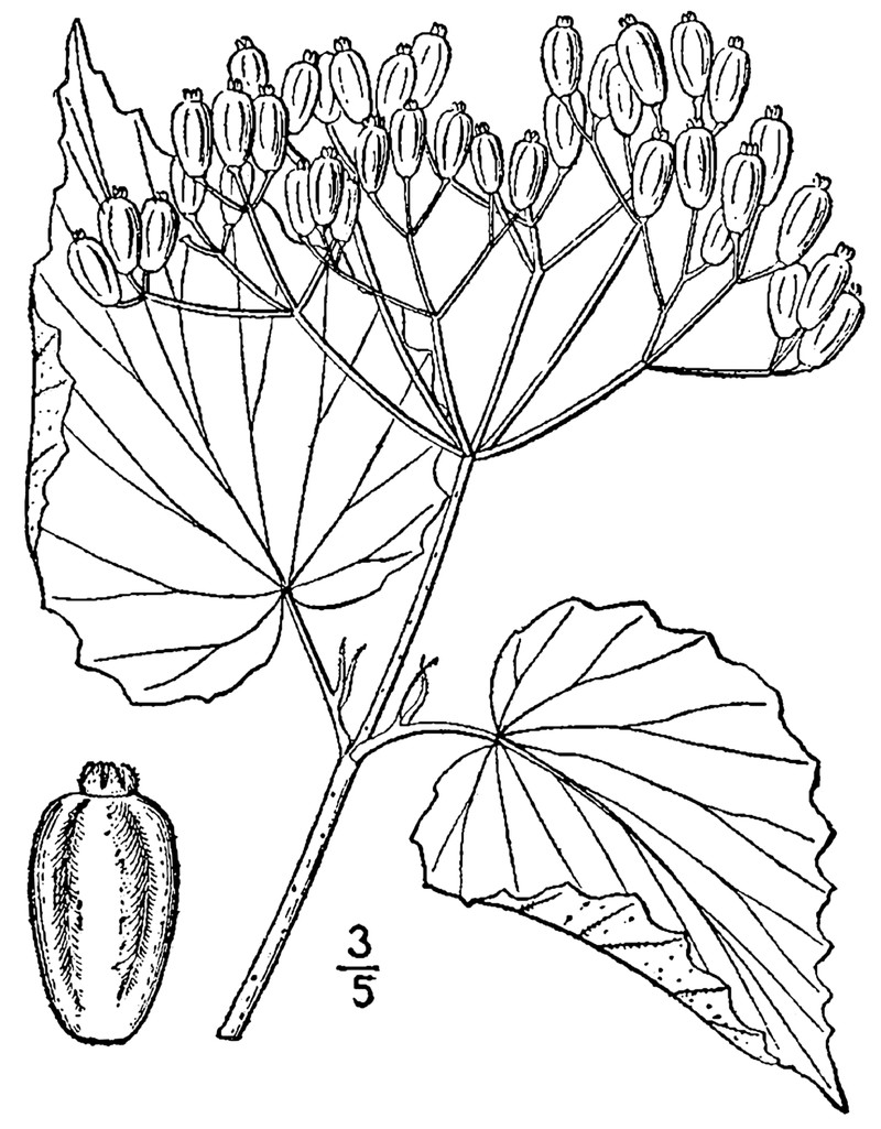 Softleaf Arrowwood photo 4