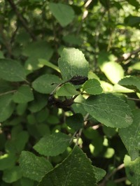 Viburnum mongolicum