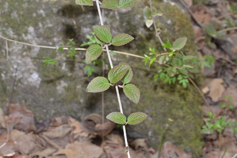 Viburnum mongolicum photo 2