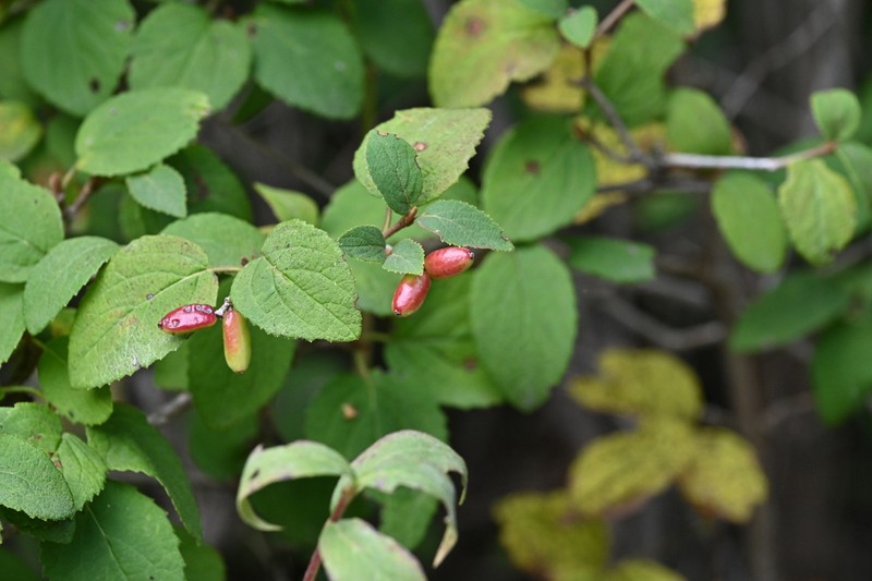 Viburnum mongolicum photo 3