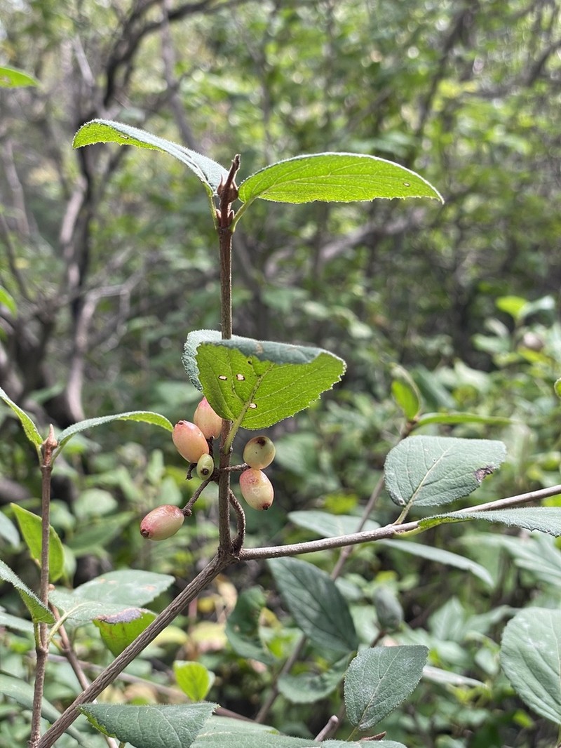 Viburnum mongolicum photo 4
