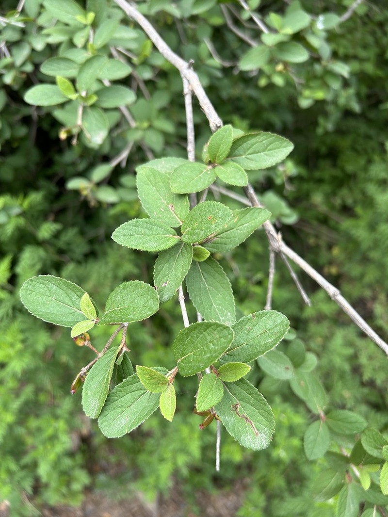 Viburnum mongolicum photo 5