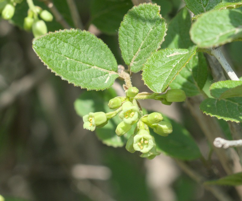 Viburnum mongolicum photo 6