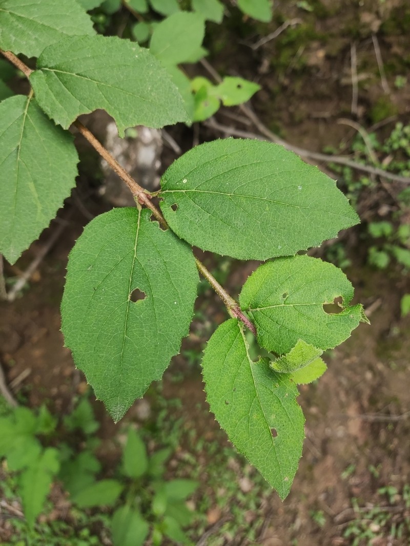 Viburnum mongolicum photo 7