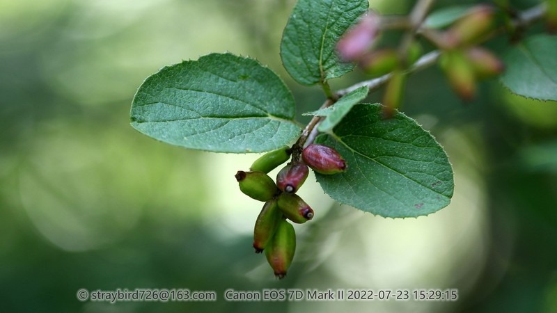 Viburnum mongolicum photo 8