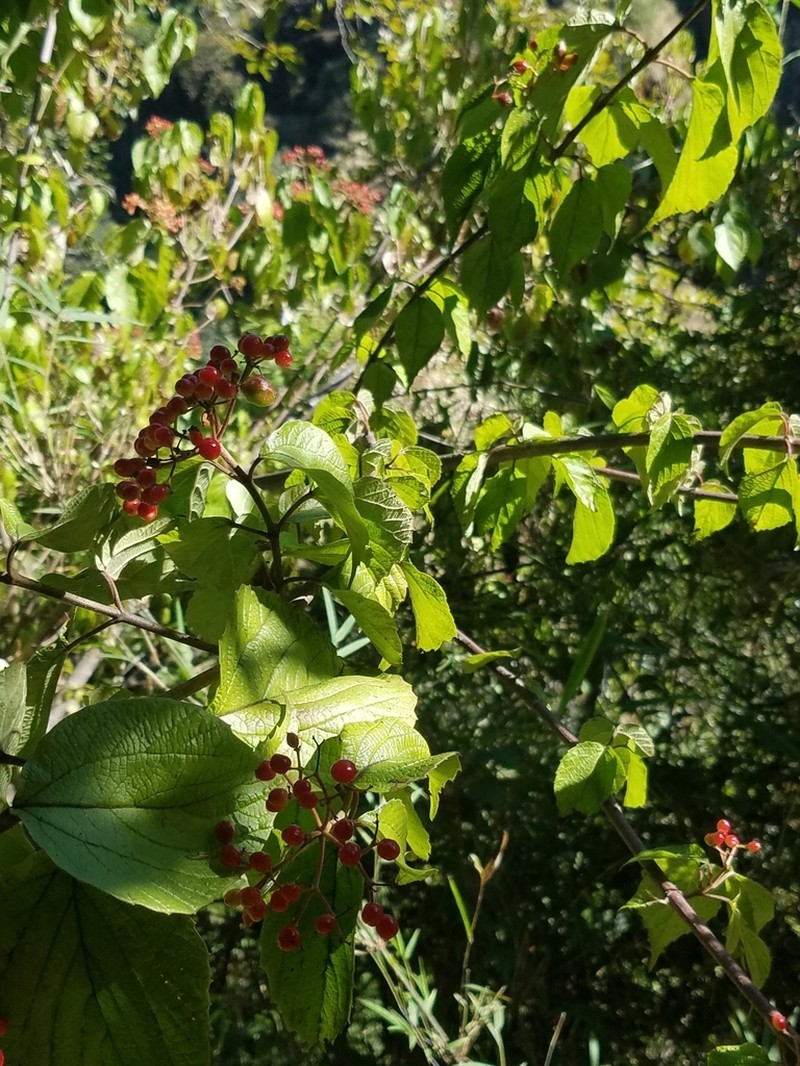 Viburnum mullaha
