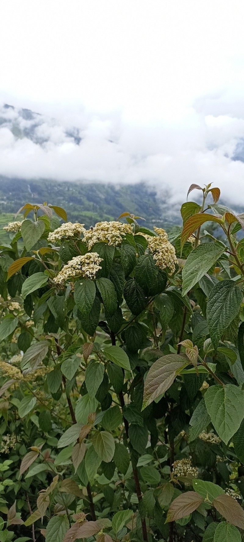 Viburnum mullaha photo 2